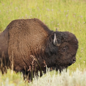 Bison Photo Canvas Print - Nature Photography - Bison Art - Bison Picture - Bison Lover Gift - Wall Decor