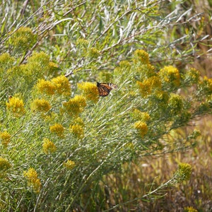 Mariposa monarca en flores amarillas Impresión de póster fotográfico - Fotografía de la naturaleza - Imagen de vida silvestre - Regalo amante de las mariposas - Arte botánico de la pared