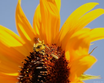 Bee at Sunflower Photo Poster Print - Nature Photography - Bee Art - Insect Picture - Bee Lover Gift - Flower Decor