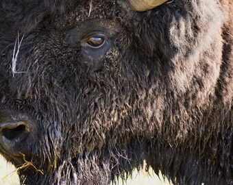 Bison Photo Print, Wildlife Photography, Yellowstone Bison Closeup Photo, Nature Wall Art