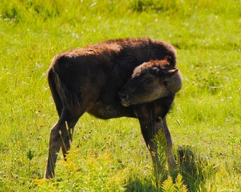 Baby Bison Photo Poster Print - Yellowstone Photography - Bison Art - Yellowstone Bison - Bison Lover Gift - Animal Decor