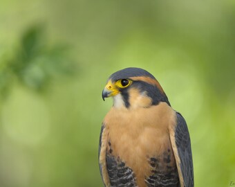 Aplomado Falcon fotoposter print - natuurfotografie - roofvogel kunst aan de muur - Wildlife foto - adelaar minnaar cadeau - decor Birdwatcher