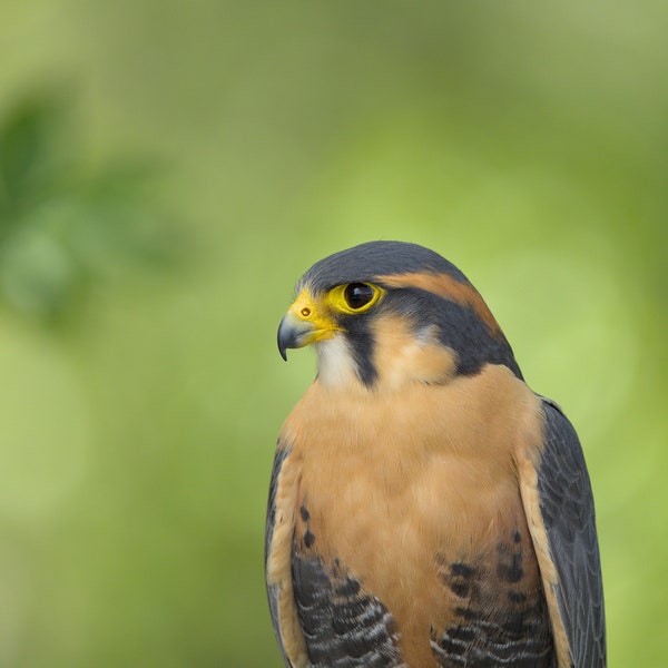 Aplomado Falcon Photo Poster Print - Nature Photography - Bird of Prey Wall Art - Wildlife Picture - Eagle Lover Gift - Birdwatcher Decor