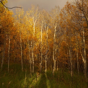 Gold Espen Blätter - Regensturm - Regenbogen - Herbst Espen Blätter Foto Poster Druck - Natur Fotografie - Herbstlaub - Herbst Dekor