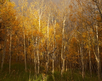 Gold Aspen Leaves - Rainstorm - Rainbow - Autumn Aspen Leaves Photo Poster Print - Nature Photography - Fall Foliage - Autumn Decor