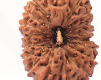 19 Faced Natural Nepali Rudraksha Beads Original Lab Certified 19 mukhi Rudraksha Beads Rudraksha/Guaranty of Originality / 20 mm Size