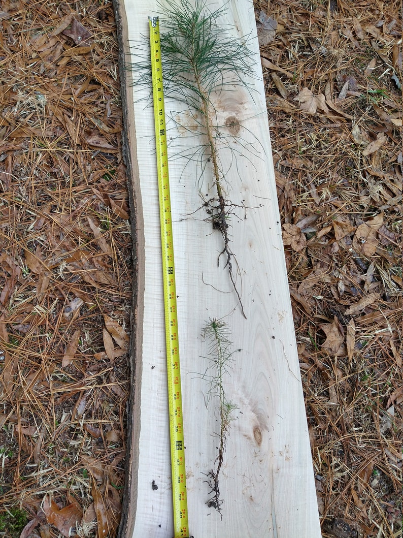 15 Bare Root Loblolly Pine Tree Seedlings Etsy