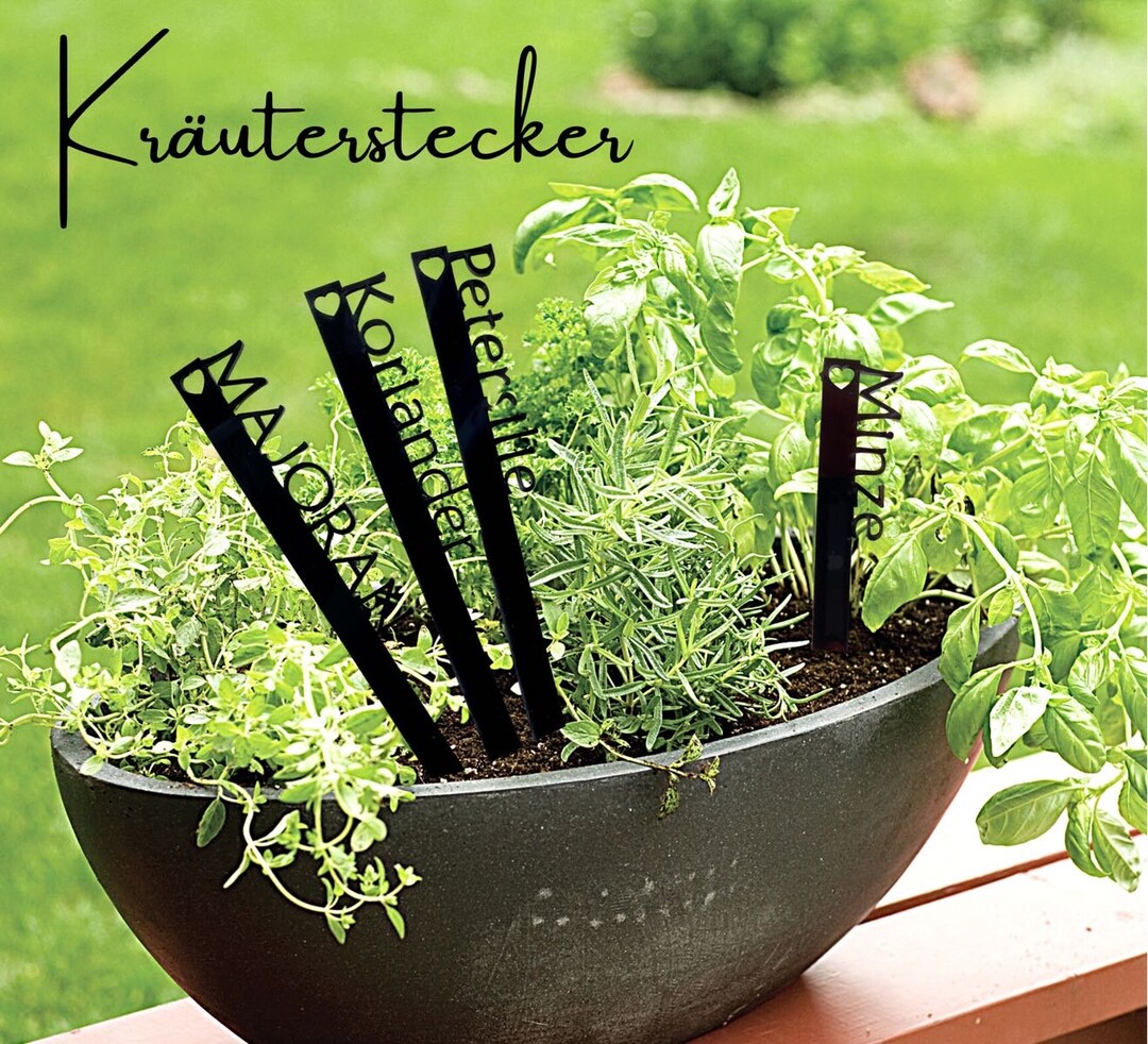 Herb Plugs Bed Plugs Vegetable Plugs Plant Plugs Flower Etsy