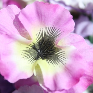 ピンクのタチアオイの花のデジタルダウンロード画像