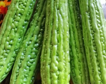 Bitter Melon Seeds Etsy