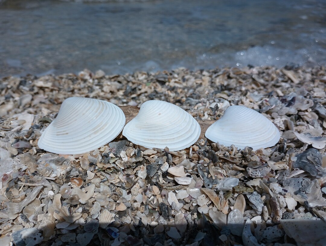 Channeled Duck Clam Shell Clam Natural DIY Craft Collection Etsy