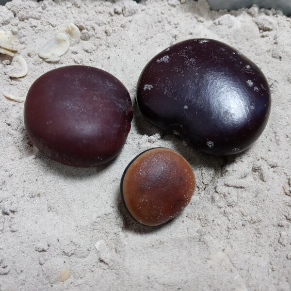 Hamburger Sea Beans Etsy