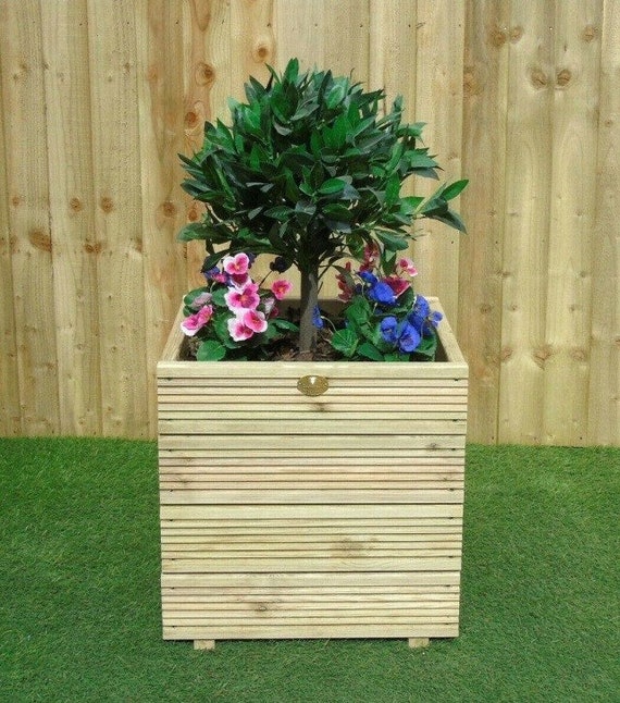dracaena bamboo plant Dracaena 'Lucky Bamboo' | Indoor Plant | Tropical Plant | Potted Plant