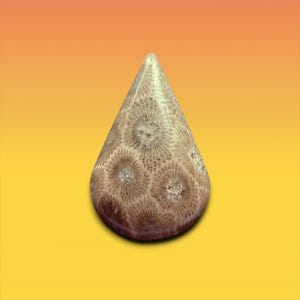 Può includere: Un cabochon a forma di goccia realizzato in corallo fossilizzato con una tavolozza di colori naturali nei toni del marrone e del beige. La superficie presenta intricati motivi circolari a forma di stella tipici delle strutture coralline.