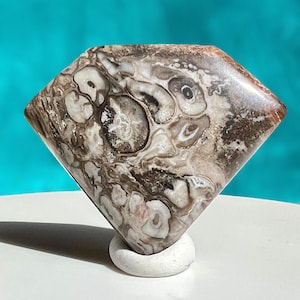 Petrified Palm Wood Cabochon, Palmwood Cabochons, Palm Wood, Fossil Cabochon, Orbicular, Jewelry Making, wire wrapping