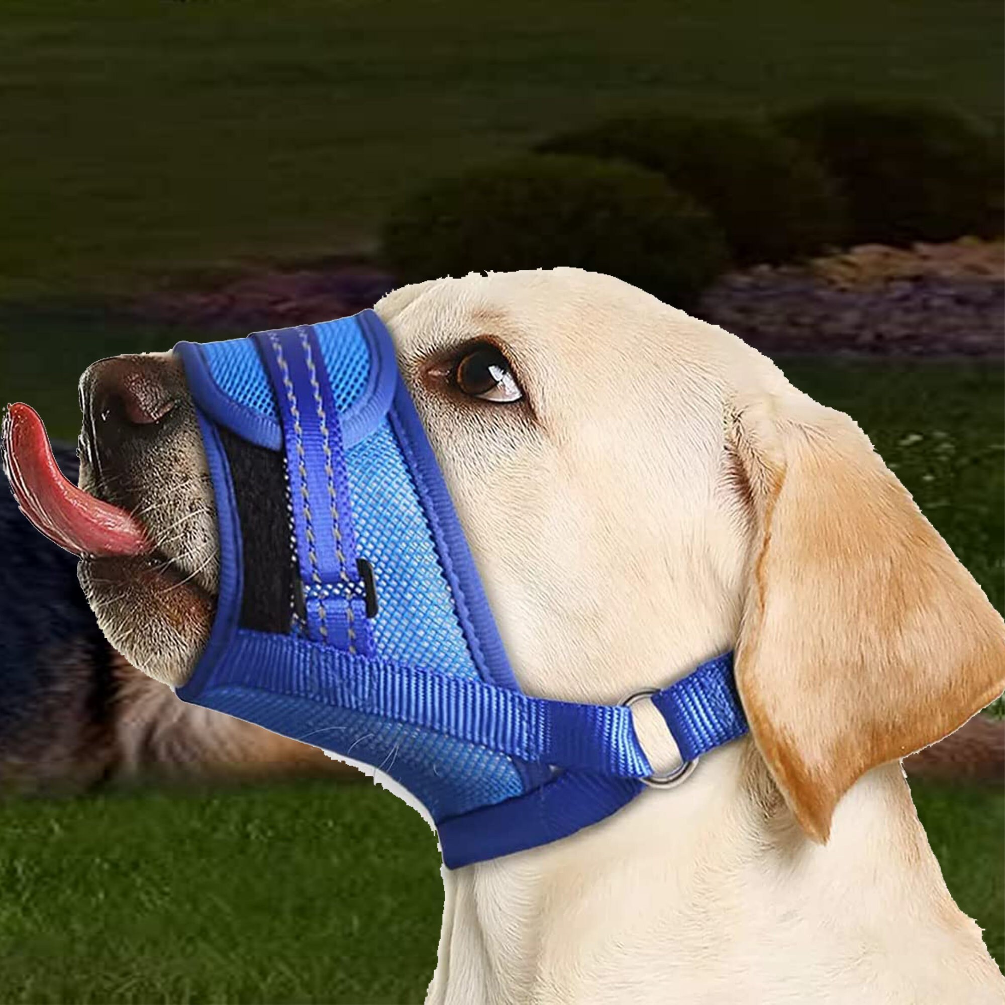 A Muzzle For Dogs Eating Poop
