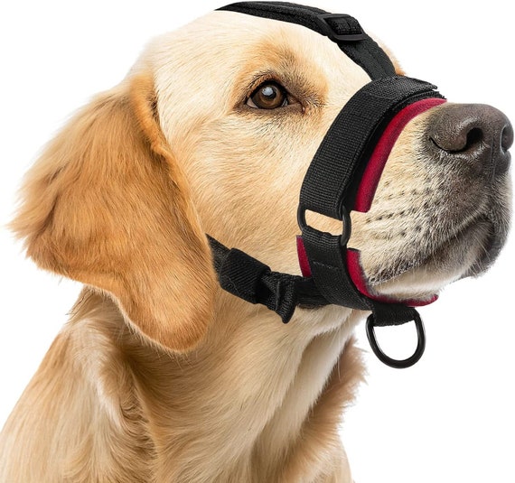 Straps Collars Pitbull, Dog Collar Dogs Labrador