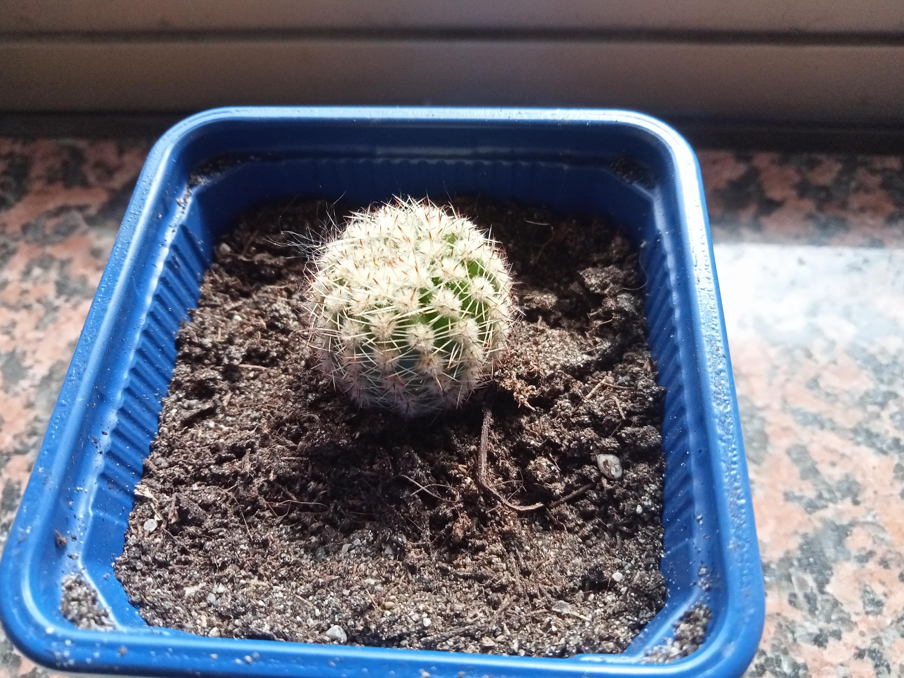 Echinopsis - Etsy 日本