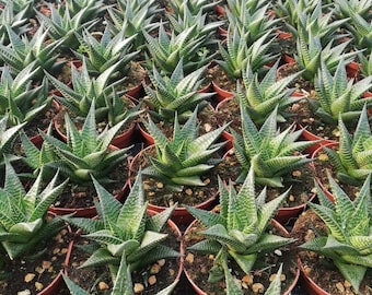 Haworthia limifolia