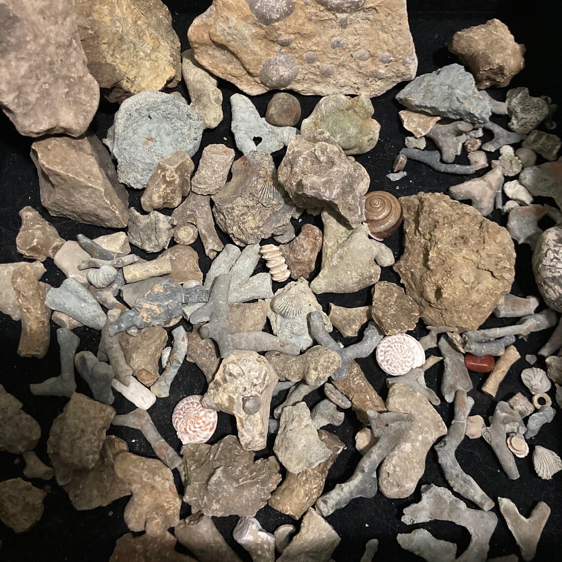 Wooden Curiosity Printer Tray Letterbox Display Rock Etsy