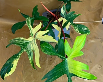 Philodendron Florida Beauty Variegated