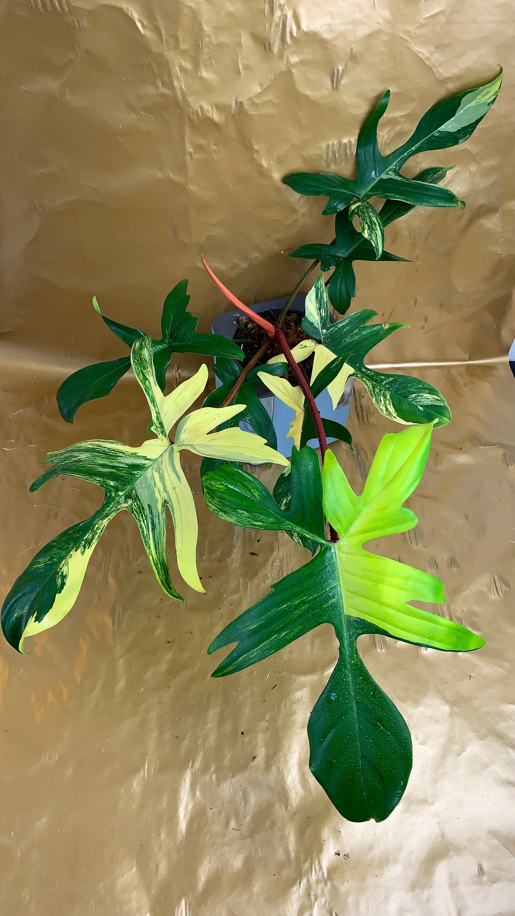 Philodendron Florida Beauty Variegated