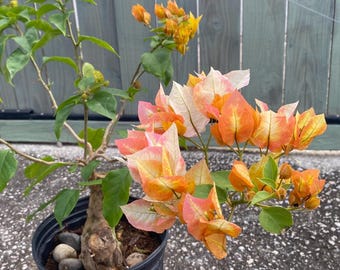 Rzadka roślina żywa Bougainvillea Chitra Gold