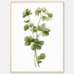 Cilantro Watercolor Print Coriander Herb Wall Art Print Green Herbs Botanical Illustration Kitchen Art Dining Room Food Art by NataliaAyuArt