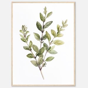 Stampa acquerello di maggiorana, stampa artistica da parete di erbe aromatiche maggiorana, illustrazione botanica di erbe verdi, arte da cucina, arte da sala da pranzo, arte alimentare di NataliaAyuArt