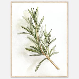 Stampa acquerello di rosmarino, stampa artistica da parete di erbe aromatiche di rosmarino, illustrazione botanica di erbe verdi, arte da cucina, arte da sala da pranzo, arte alimentare di NataliaAyuArt