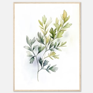 Stampa acquerello di prezzemolo, stampa artistica da parete di erbe aromatiche e prezzemolo, illustrazione botanica di erbe verdi, arte da cucina, arte da sala da pranzo, arte alimentare di NataliaAyuArt