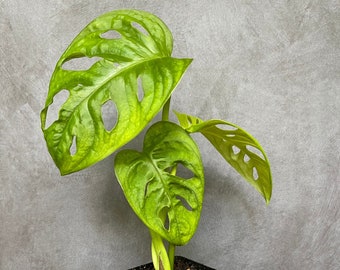 SWISS CHEESE PLANT- Monstera Adansonii-2.7" potted