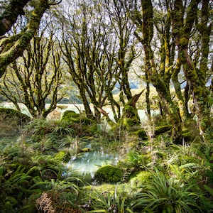 Fern Gully