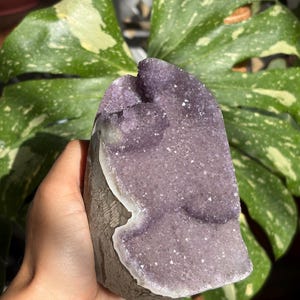 May include: A raw amethyst geode specimen featuring a cluster of light purple, crystalline points on the interior surface. The exterior of the stone displays a rough, greyish-brown rock formation with a distinct white mineral band bordering the crystals.