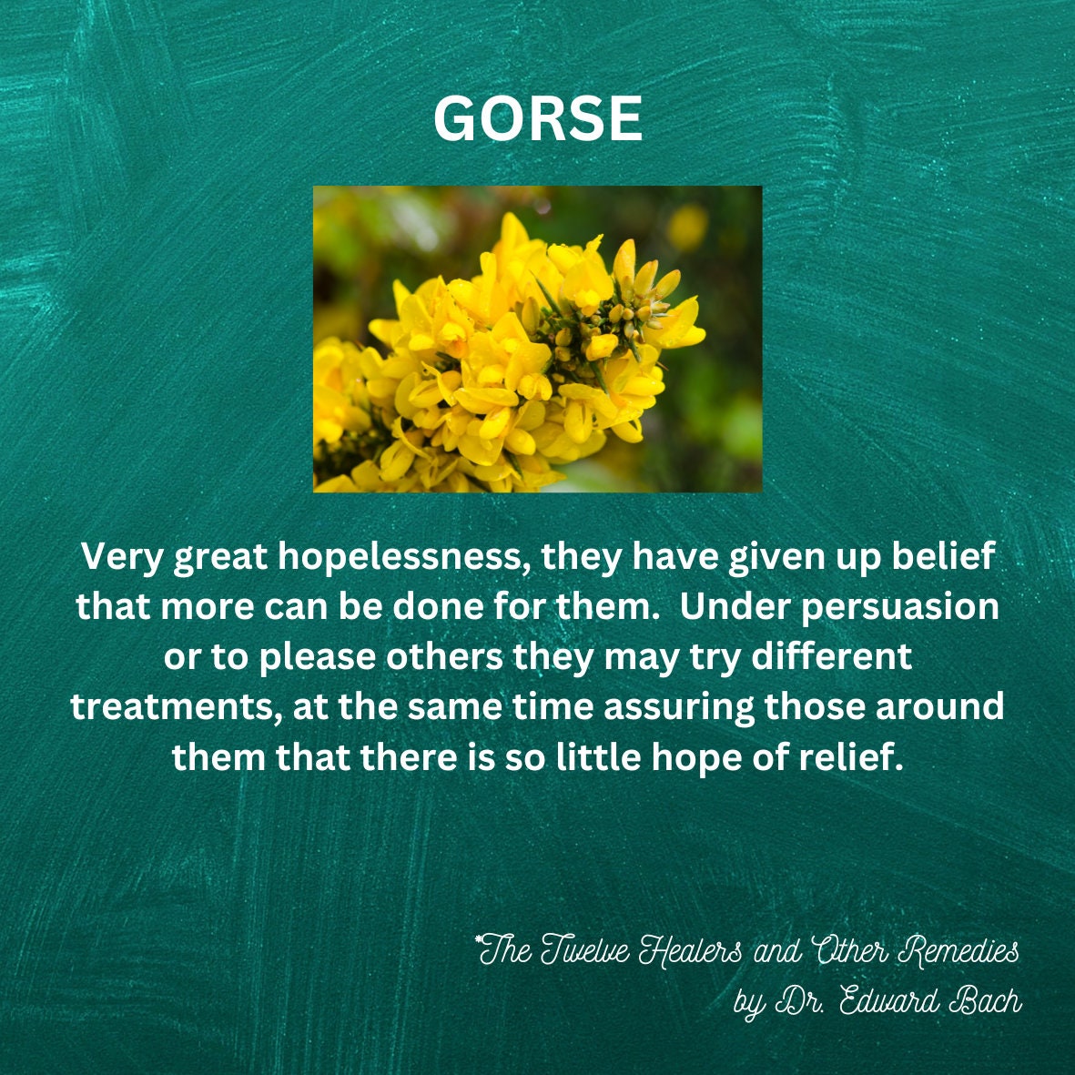 Bach Flower Essence GORSE Uncertainty/insecure Loss of Faith Find Hope