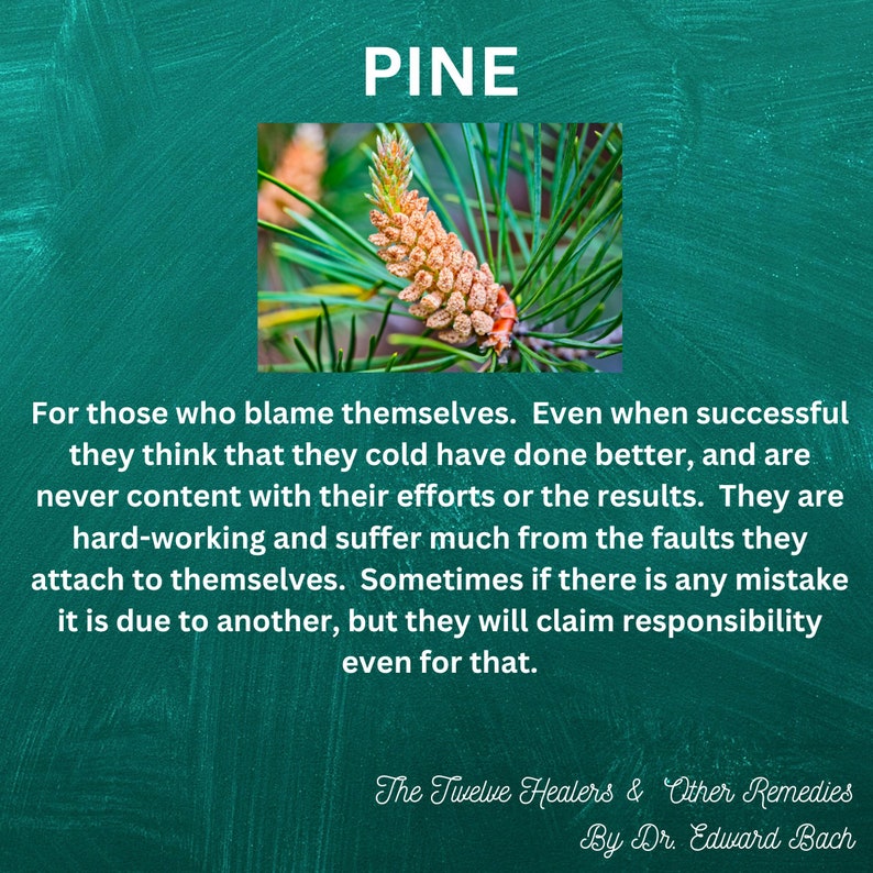 Bach Flower Essence PINE Despondency/despair Unworthy Etsy