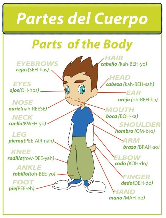 Learn Spanish Activity Worksheets Kids Body Parts/grammar Etsy