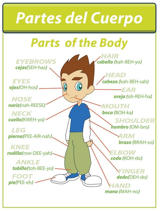 learn spanish activity worksheets kids body parts grammar etsy
