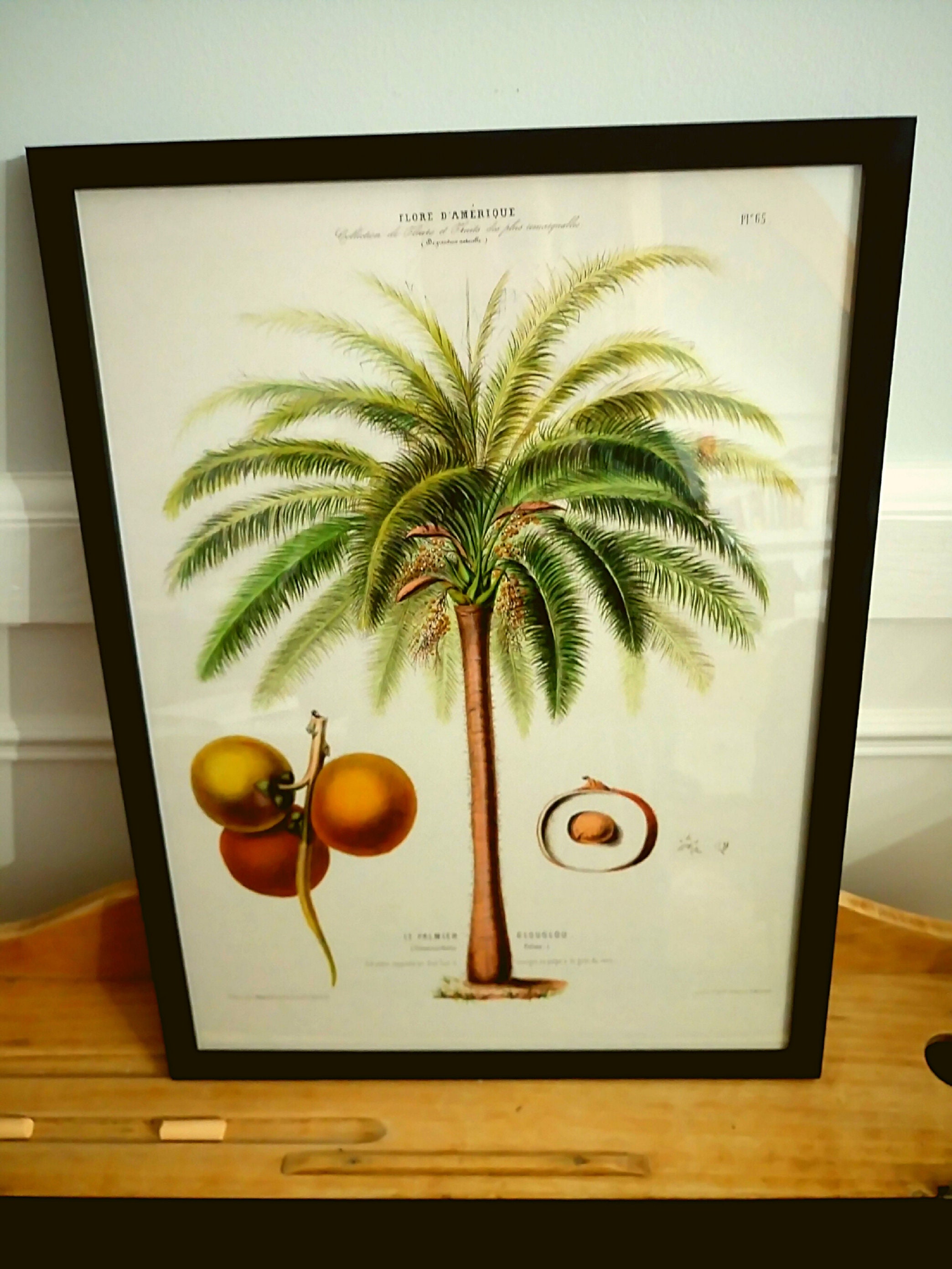 Affiche Vintage - Flore d'amérique