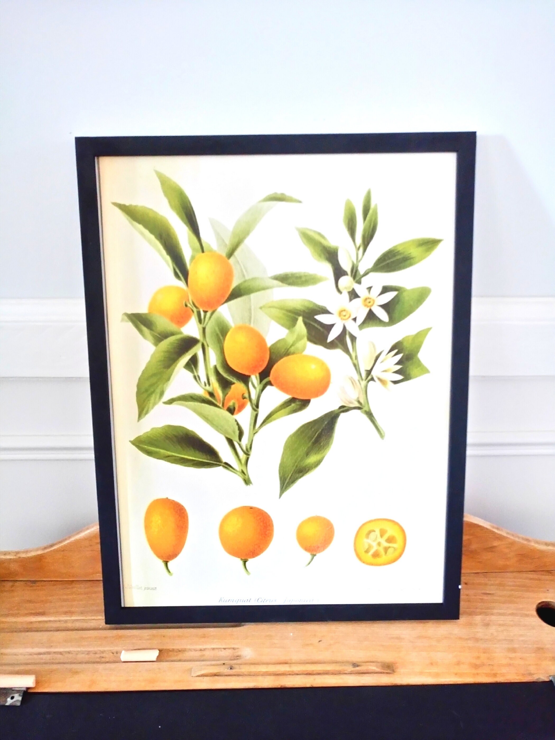 Affiche Vintage - Agrumes