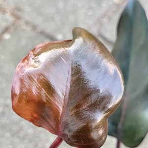 Philodendron Pink Princess