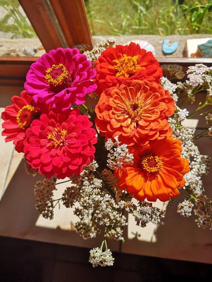 Graines à Semer de Zinnia