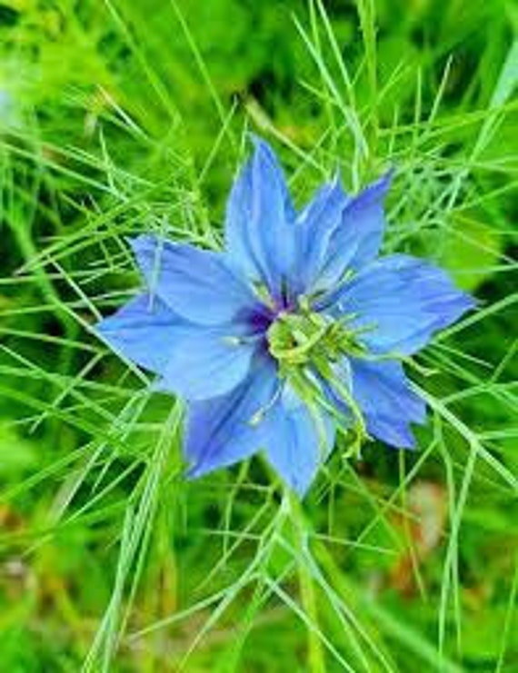 Nigelle de Damas, Graines à Semer