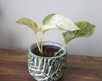 Marble queen pothos plant cutting (rooted or unrooted)