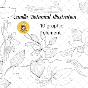 Digital Clip Art Set of vanilla flower botanical. Set of elements on an isolated background, hand drawing, botanical illustration.
