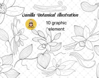 Digital Clip Art Set of vanilla flower botanical. Set of elements on an isolated background, hand drawing, botanical illustration.