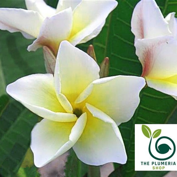 Plumeria Rubra 'Yellow Moonlight' Apocynaceae Sabi Star Frangipani Hawaiian Lei Flower grow your own flowering plants