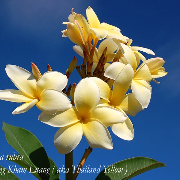 Plumeria Rubra 'Thailand Yellow' - Apocynaceae Sabi Star Frangipani Hawaiian Lei Flower grow your own flowering plants