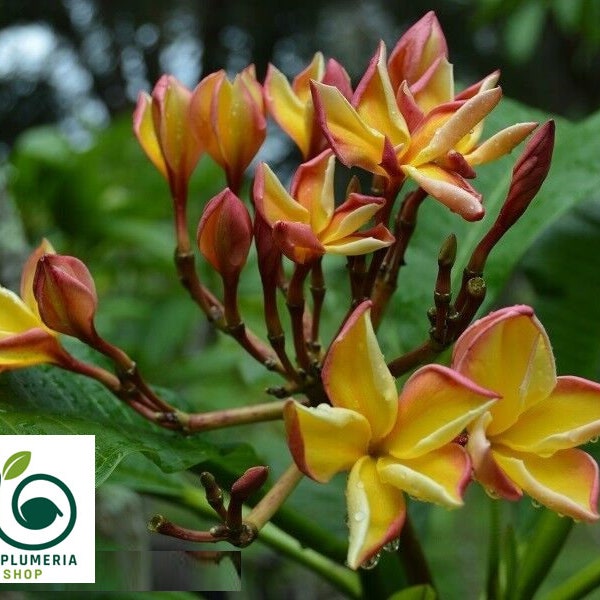 Plumeria Rubra 'Crimson Yellow' Apocynaceae Sabi Star Frangipani Hawaiian Lei Flower grow your own flowering plants
