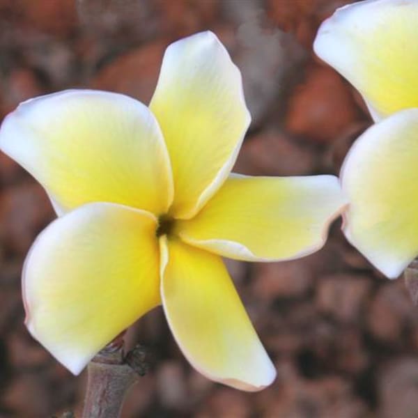 Plumeria Rubra Mini Hybrid Yellow - Apocynaceae Sabi Star Frangipani Hawaiian Lei Flower grow your own flowering plants